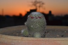 DSC_0214.jpg