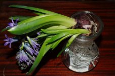 061 Hyacinth-130302_01.jpg