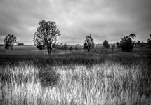 Howard Springs - Dave B&W-1.jpg