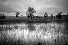 Howard Springs - Dave B&W - no crop-1.jpg
