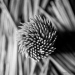 Toothpicks.jpg