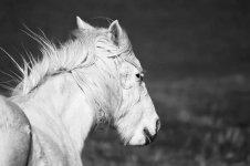 horse.jpg