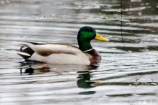 DSC_4651.jpg