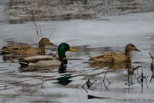 DSC_4653.jpg