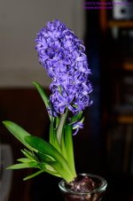 064 Hyacinth-130305_01.jpg
