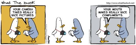duck humor.jpg