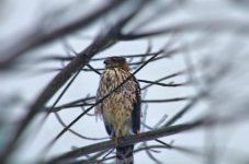 marsh hawk 1200.jpg