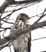 marsh hawk close.jpg