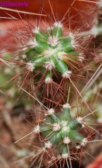 065 Cactus-130306_1.jpg
