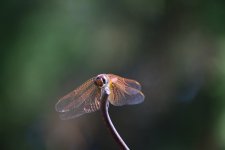 m_DSC_4864.JPG