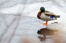DSC_4767.jpg