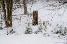 DSC_4779.jpg