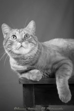 Black and White Cat Portrait.jpg
