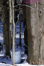 068 Sap Tapping-130309_01.jpg