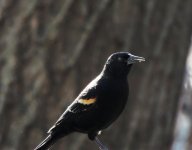 DSCN5283a.jpg