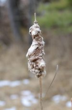 069 Cattail-130310-01_01.jpg