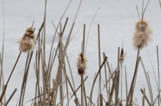 069 Cattails-130310-01_01.jpg