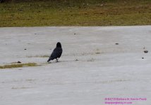 070 Crow-130311-Cropped_01.jpg
