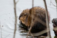 DSC_4911.jpg