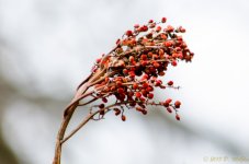 DSC_4920.jpg