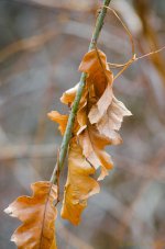 DSC_4921.jpg