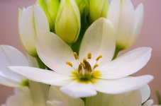 Day70FlowerWeb.jpg