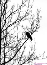 071 Crow-130312-BW-Cropped_01.jpg