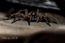 20130312-_1RB3264.jpg