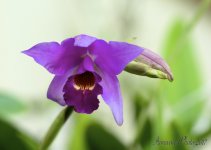 DSC_5688.jpg