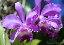 DSC_5692.jpg