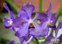 DSC_5698.jpg