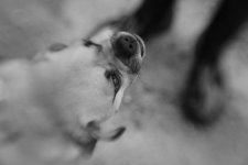 lensbaby00006 double glass.jpg