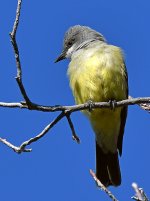 Kingbird4.jpg