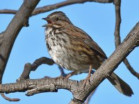 Sparrow2.jpg