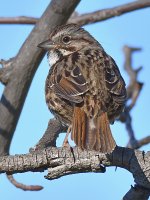 Sparrow4.jpg