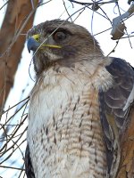 Hawk14.jpg