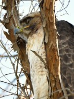 Hawk15.jpg