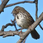 Sparrow.jpg