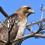 Hawk2.jpg