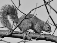 SquirrelBW.jpg