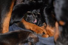 DSC_4290.jpg