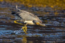DSC_6197.jpg