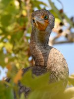 Cormorant.jpg