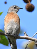 Bluebird4.jpg