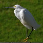 Egret2.jpg