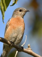 Bluebird3.jpg