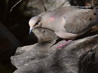 Dove2.jpg