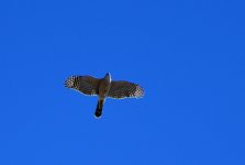 ROY_0017_02.JPG