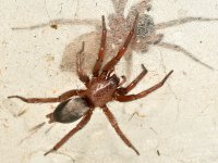 Spider.jpg