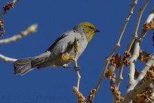 3-8-17-CR__D7K5987.jpg